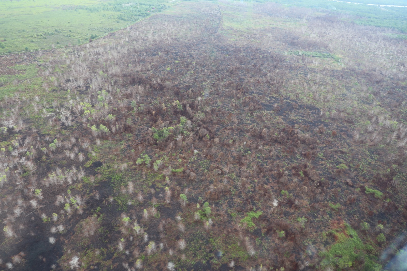 Foto udara keadaan lahan yang sebelumnya terdampak kebakaran pasca diguyur hujan di wilayah Kalimantan Barat, Rabu (20/9).